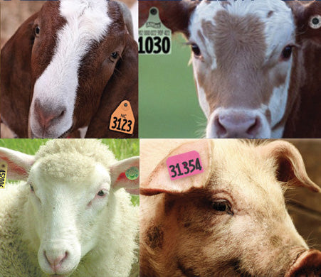 LivestockTags.com