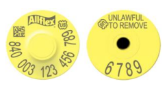Allflex USDA Small Female Layout 1-4